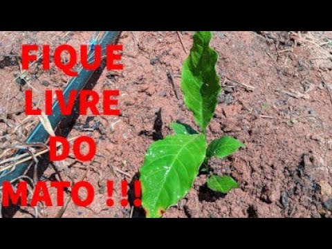 Vídeo: O herbicida mataria a hera?