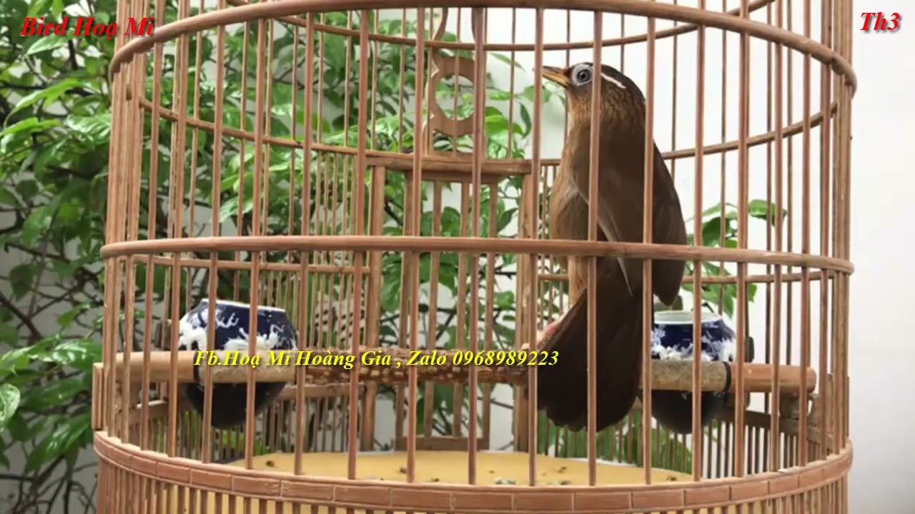 62 Phút Hoạ Mi Hót Sáng Hay , Luyện Giọng Chim Hoạ Mi Hót Hay , Hót Nhiều Giọng , Hót Xung Căng