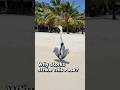 Stork's Daily Sunbath Ritual #shorts #wildlife #storks #birds