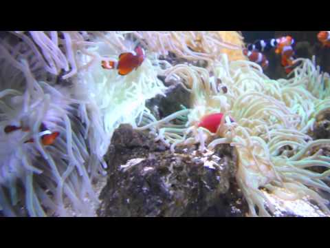 Discover Blue Reef Aquarium Tynemouth