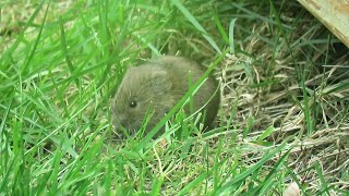 Can I focus on our garden visitor 200328?