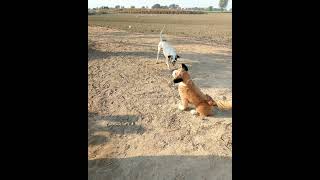 prank with dog #shorts #funny #viral