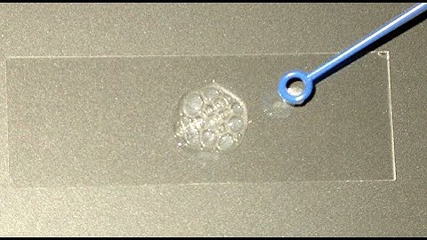 Hybrid Micro Lab 7: Fermentation, Cellular Respiration, Reduction Potential