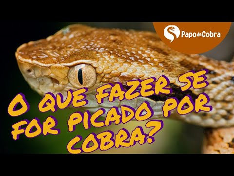 Vídeo: Como Tratar Uma Picada De Cobra Quando Você Está Preso Em Um Cenário De Pior Caso