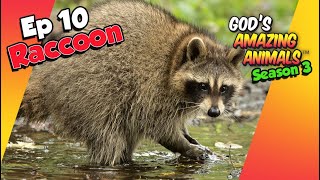 Fun Facts About Raccoons! - God's Amazing Animals 🦝 (S3 Ep10)