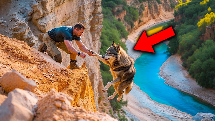 Un Hombre Rescata A Un Lobo En Un Acantilado... Lo Que Pasa Después Te Dejará Sin Palabras!