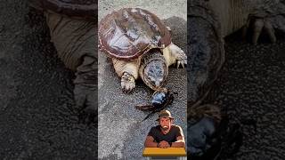 The turtles are not as slow as you think!