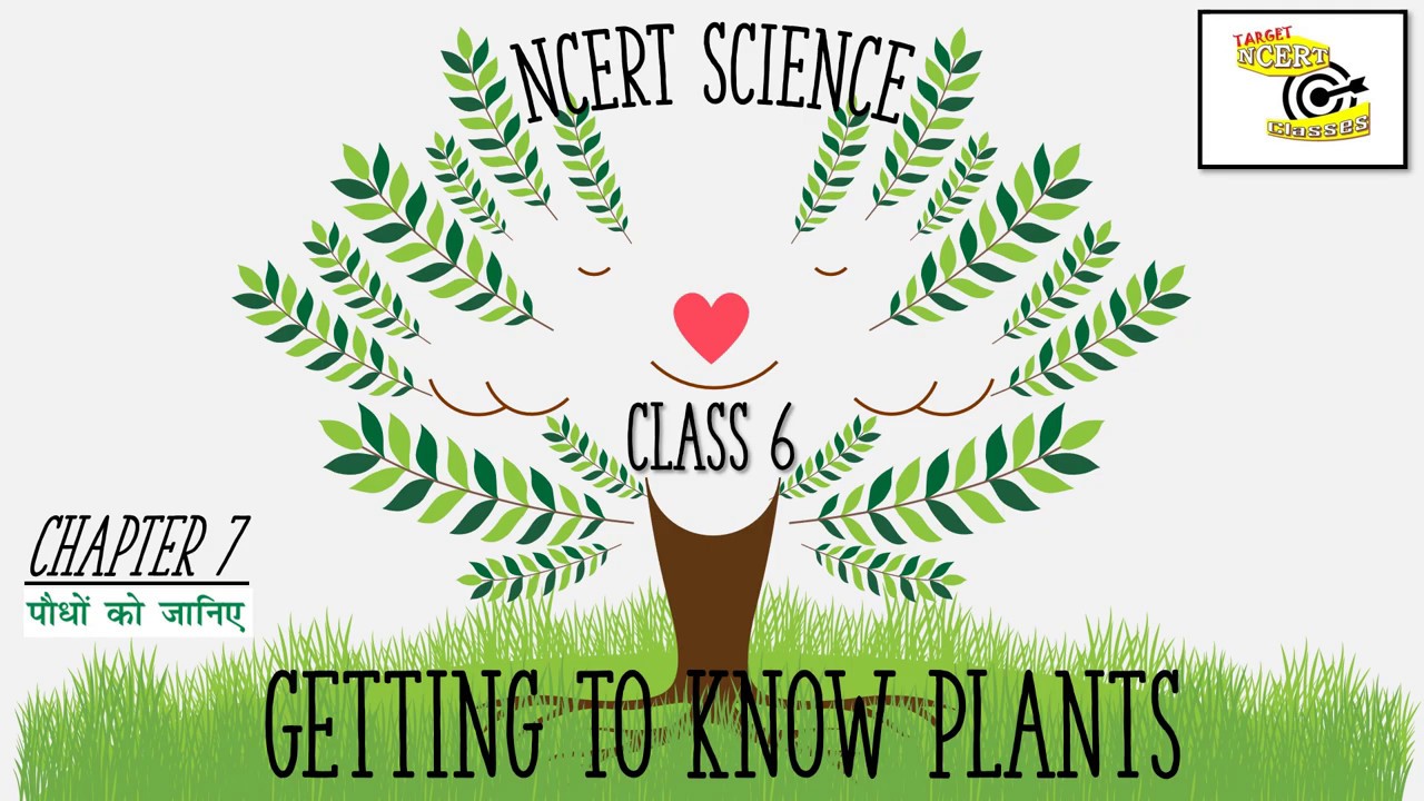 NCERT SCIENCE CLASS 6 CHAPTER 7 GETTING TO KNOW PLANTS IN HINDI - YouTube