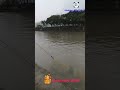Natural womanFishing85 69 #Fishing#FishingLife#FishingDaily#FishingVideo#CatchAndRelease