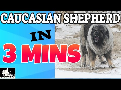 Video: Caucasian Shepherd Dog - Character At Pag-uugali