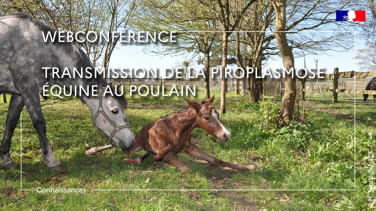 Transmission de la piroplasmose équine au poulain - Laurence Malandrin