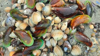 Cari Kerang besar & kupang di pantai Jeram