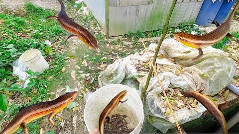 Tập 18 - Trải Nghiệm Câu Rắn Mối Bằng Mồi Dế Siêu Nhạy | Tha Linh Miền Tây