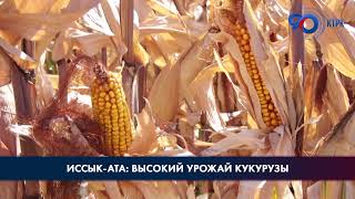 Иссык-Ата: Высокий урожай кукурузы