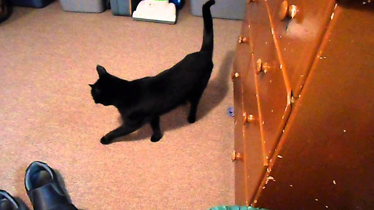 SAM 0231 - YouTube