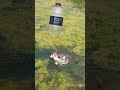 Amazing hook fishing method 🐋#catfish #fishing #fish #viral #fishingvideo