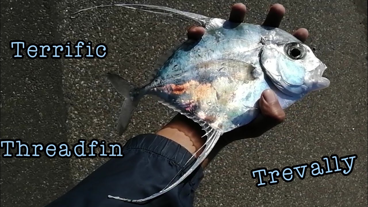 The Notorious North Pier Pt. 3 Terrific Threadfin Trevally YouTube