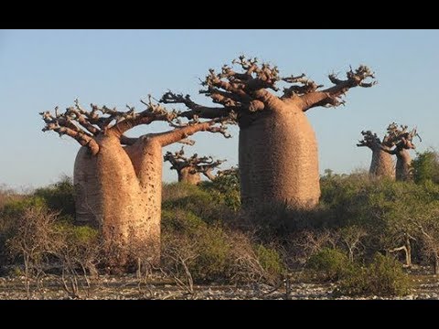 Video: Còn lại bao nhiêu cây bao báp?
