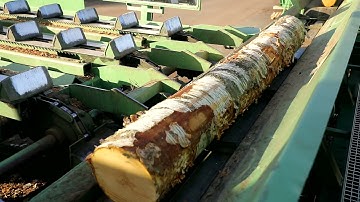 Krauss SIA birch logs yard and logs sorting line