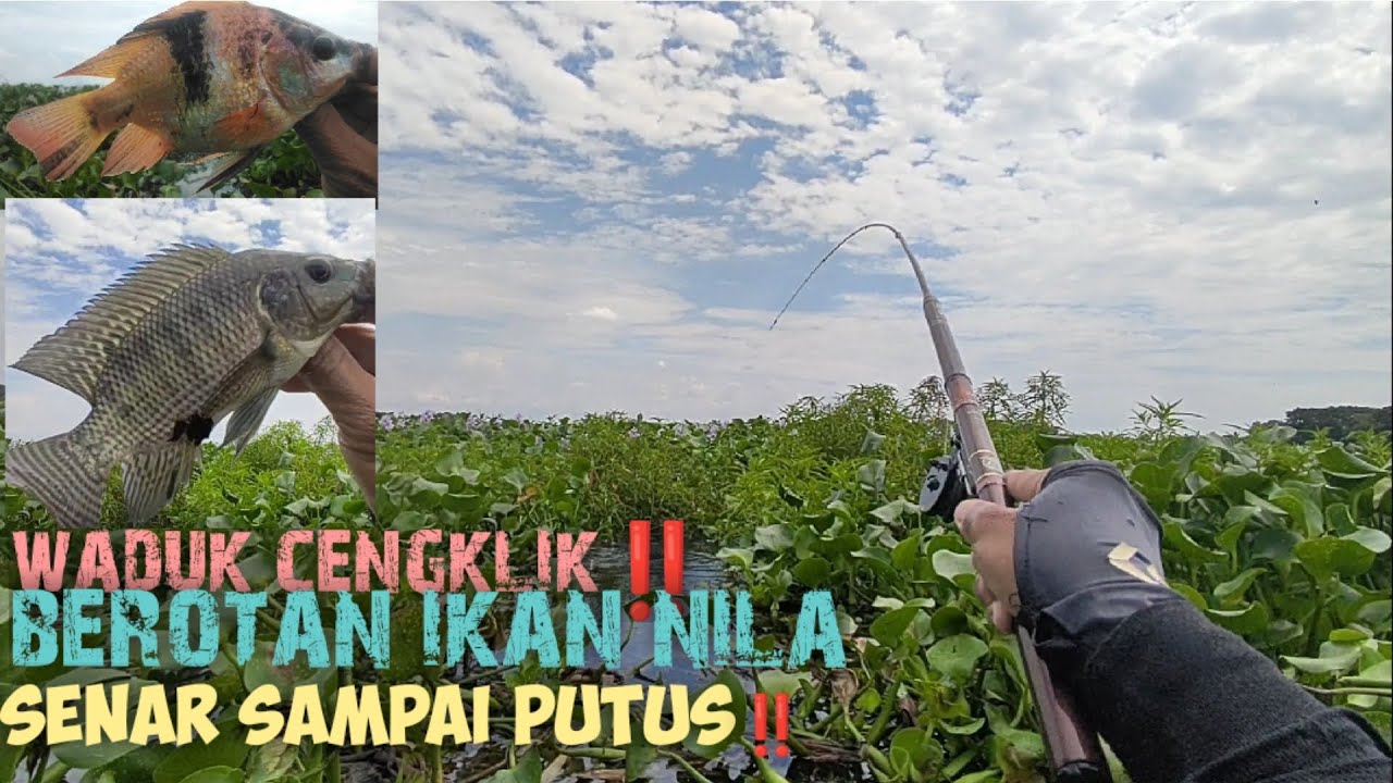 ikan Segede gaban bikin putus senarku‼️mancing di cengklik spot mbok Rondo #fishing #fish #mancing 😁