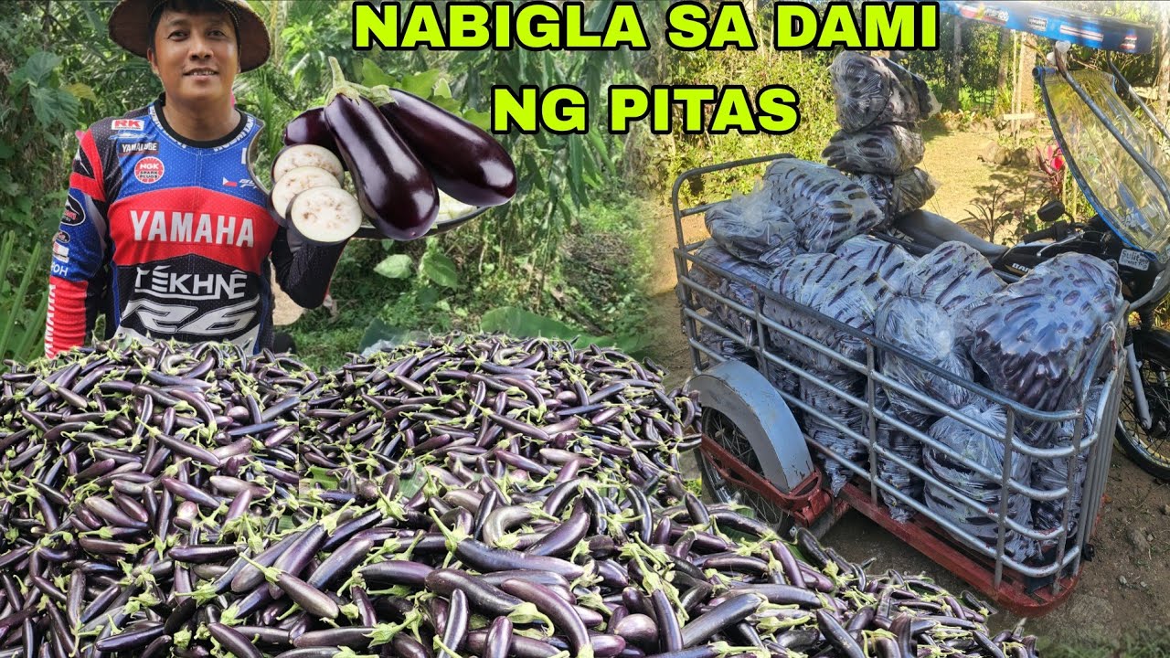 Nabigla kami sobrang daming nakuha talong...hitik na hitik sa bunga dalwang sako pamigay