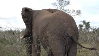 Elephants Bull Pushing to cross the road