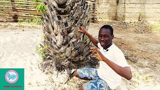 The power of the palm tree root. Spiritual bath and cleansing for protection using palm root. screenshot 4