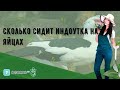 Сколько сидит индоутка на яйцах