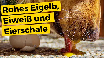 Warum keine gekochten Eier für Hunde?