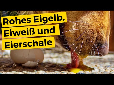 Video: Können Hunde Eier Bekommen?