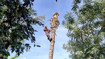 anh thợ cưa cây dừa sát nhà người dân tộc khơ me nhìn mà lạ tập