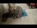 Cat loves to get dirty–Sound on to hear strange meow–Sweet Animals