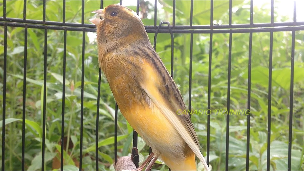 CANÁRIO BELGA CANTO PARA TREINAMENTO - ESQUENTE SEU CANÁRIO BELGA EM 1 HORA ✔ - CANÁRIO TRAINING