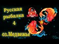 Русская рыбалка 4. Карп и Амур на озере Медвежье.