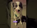 Quién abandona a un amigo de 4 patas, para mí no tiene corazón! #perro #amigodelhombre #viral