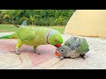 Cute talking ringneck parrot greeting baby parrot