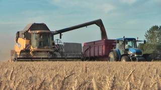 Moisson du blé avec une New Holland CX8040 - wheat harvest