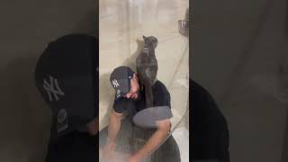 Giving My Cat A Shower… (BRITISH SHORTHAIR)