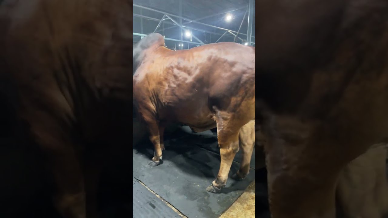 Huge Heavyweight Giant Hefty Cows Line Up Pakhra Shahiwal Bulls Amra Chorom Goru Pagla ACGP