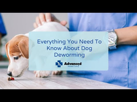 Video: Hvordan Deworming hunde virker