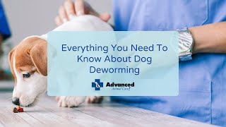 Everything You Need To Know About Dog Deworming