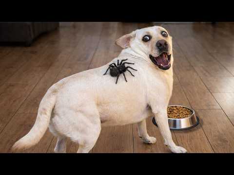You Can’t Stop Laughing At These Pets 🤣 Best Funny Pet Moments 2026 😹🐶