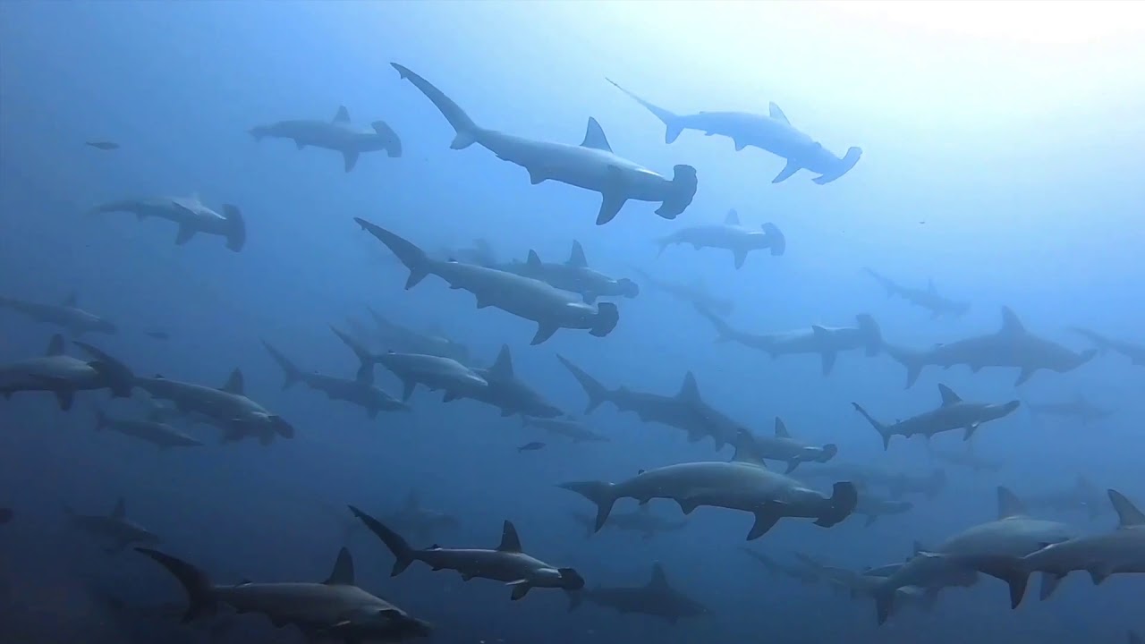 2026年シーズン神子元島ハンマーヘッドツアー受付開始！ | 横浜の