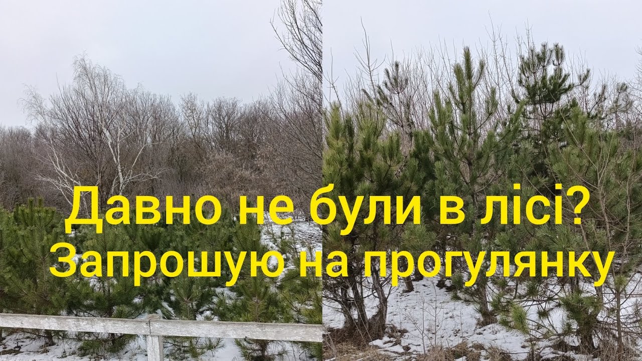 Запрошую до лісу.