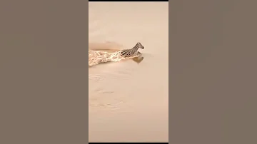 Africa Wild Animals And Wild Animals Things Malamala Safari Moments Animals2021 Wildanimals Lion 
