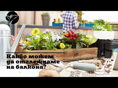 Видео: Бадан (63 снимки): засаждане и грижи на открито, описание на листата на бадан, използване в ландшафтен дизайн. Кога да пресадите цвете?