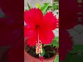 hibiscus/ red hibicus/gulhar plant#trending #viral #mypetsandplants