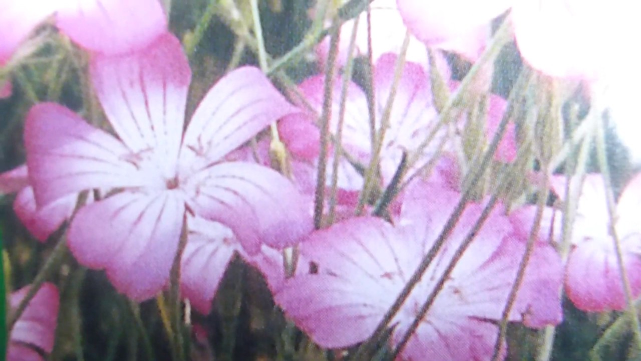 Corn cockle Seeds - Agrostemma githago - Akurstjarna -  Akurrós - Blómafræ