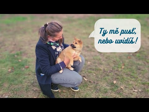 Video: Pit Bull informace o těhotenství