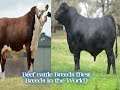 شاهد.. أفضل سلالات أبقار اللحم في العالم The best breeds of beef cattle in the world